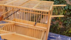 Клетка для канареек с выдвижной кормушкой. Кормление канареек полезными цветами.