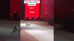 Показ показом - а вылизывание по расписанию!) Модельный кот показал как надо правильно ходить