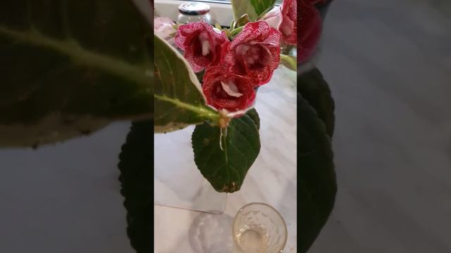 Размножаю очень красивую глоксинию листом. смотреть онлайн