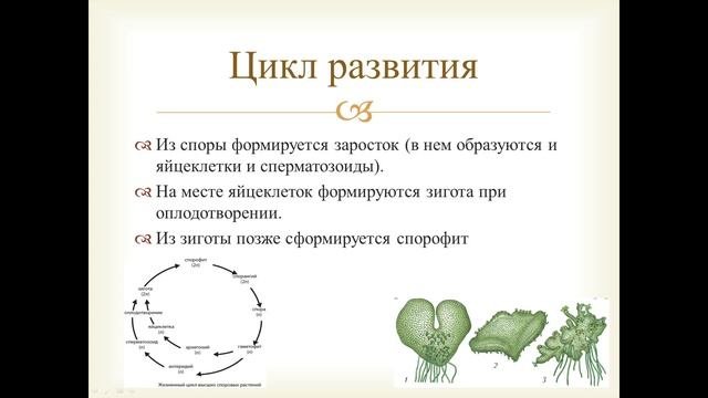 Папоротники