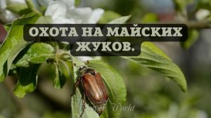 Охота на майских жуков.?