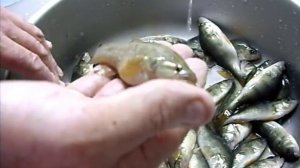 Как засолить окуня на таранку