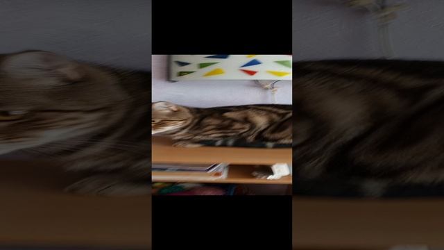 злой кот