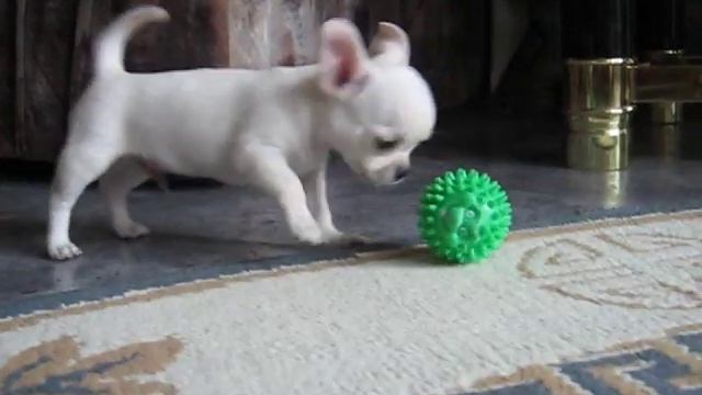 Щенок чихуахуа гш - кобель для выставок и разведения смотреть онлайн