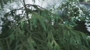 Пестролистная теневая клумба