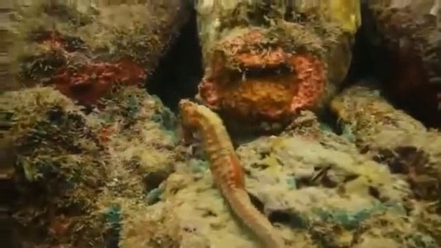 Музей подводных скульптур в Канкуне