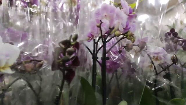 Обзор магазина Флорэвиль Floreville. Орхидеи, срезочные цветы, горшечные растения. Цветы к 8 марта!