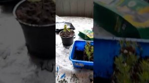 туя западная шаровидная карликовая  морозостойкая корневая система #shortvideo #рекомендации