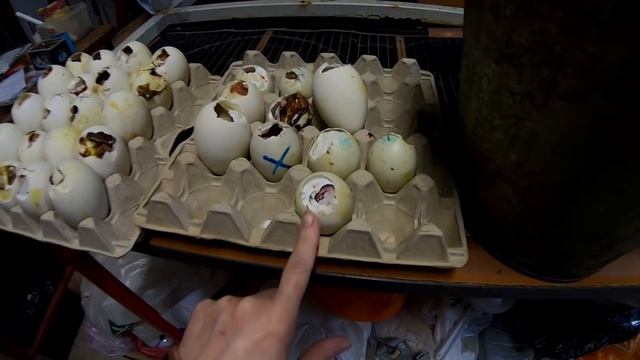 ⁉️Почему Мулард такой дорогой!? / Инкубация водоплавающих / Гусь Линда, утка, бройлер 787, Росс 308
