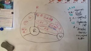 2.3. Срез предплечья. Нижняя треть