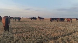 Весёлый жеребёнок. Табун лошадей.