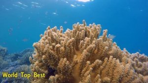 14 Interesting Facts About The Great Barrier Reef