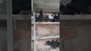 Голуби Краснодарский край Широкохвостые