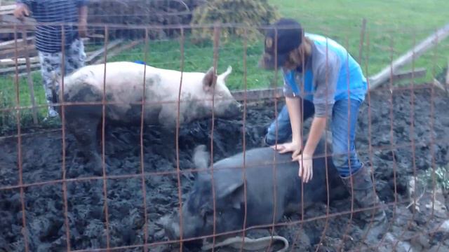 Pig riding смотреть онлайн