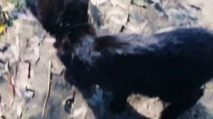 ЗАБРОШЕННЫЙ ПЛАТНЫЙ ПРУД! ПОЕХАЛИ НА ПЛАТНИК, А РЫБАЧИЛИ НА ДИКАРЕ!