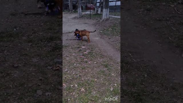 Собака- гуляка и со всеми дружбяка ???#цвергшнауцер #собака #собакадругчеловека #цвергуша