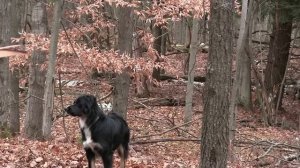 building a cozy off grid cabin in the woods start to finish