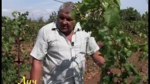 Виноградарство.Осенняя обрезка молодых кустов.