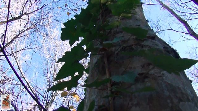 КАБАНЬЯ 2020 смотреть онлайн