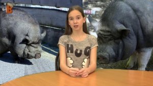 Свинья под дубом