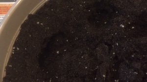 Кислица (оксалис). Пересадка, размножение, деление.