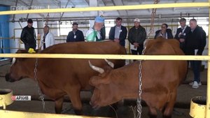 Фермеров Дагестана призывают проводить плановую вакцинацию скота
