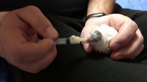 Выкармливание волнистого попугая со шприца. Волнистик выкормыш.