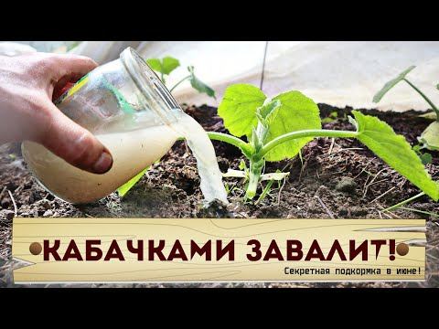 Пустоцвета кабачков не будет! Лить под корень не жалеть! урожай будет огромным!  Подкормка кабачков