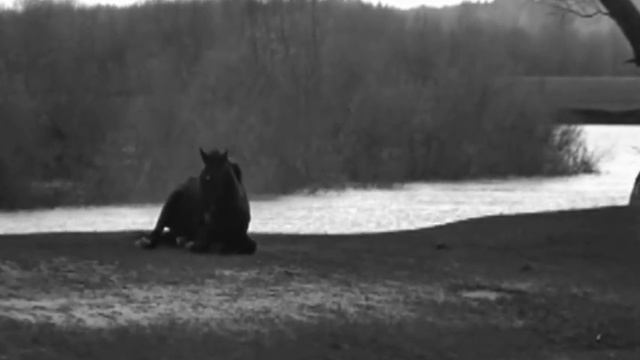 harlem shake Tarkovsky смотреть онлайн
