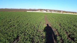 Люцерна после зимы. Раннее боронование и результаты после дождей