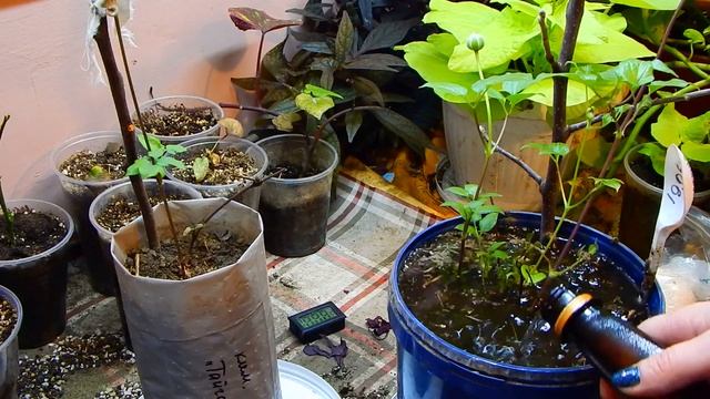 ЗИМНЕЕ ЦВЕТЕНИЕ КЛЕМАТИСА (вторая часть) смотреть онлайн