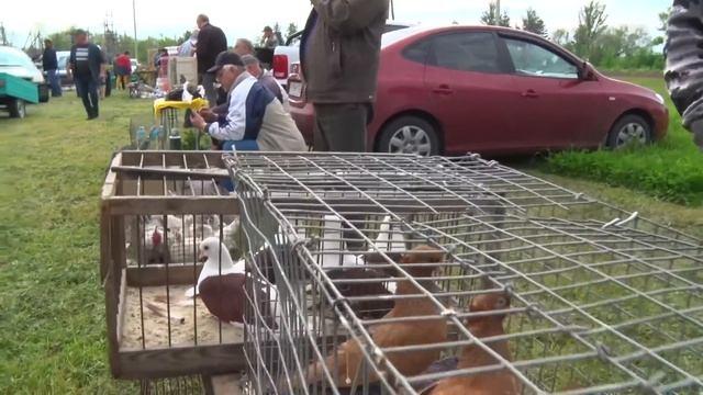 Птичий рынок. Ленинградская. [15.05.2023] смотреть онлайн