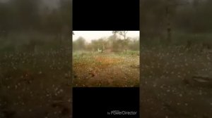 В Ингушетии выпал самый большой град за всю историю человечества.