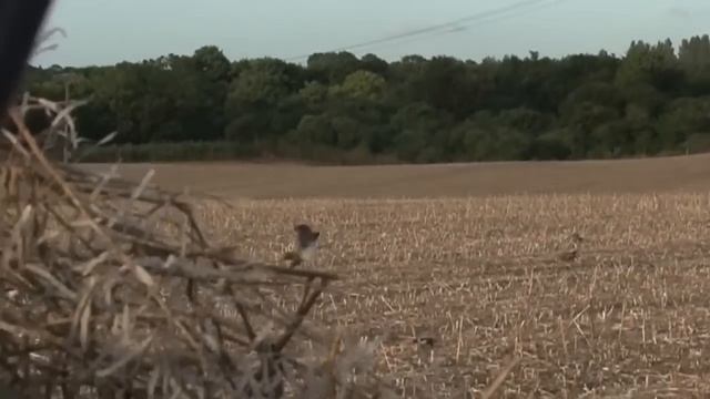 Охота в Норвегии (без цензуры) 2/ NORDIC WILD HUNTER (Охотник и рыболов) смотреть онлайн