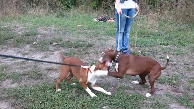 АПБТ АПБТ Леди ин Ред ( 7 мес.) и АСТ Айза ( 6 мес.) смотреть онлайн
