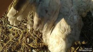 Подскажите ,петух или курочка?