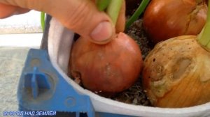 ЛУК НА ПЕРО В ПЕРЛИТЕ/РЕЗУЛЬТАТ.