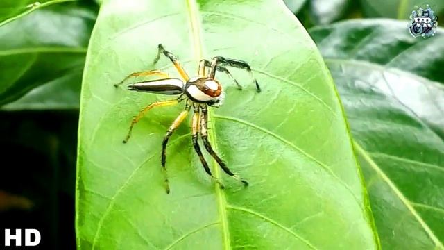 CUTE LITTLE BLACK&WHITE SPIDER WITH RELAXING MUSIC // NATURAL PHOTOGRAPHY смотреть онлайн