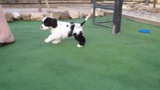 бело чёрная девочка смотреть онлайн