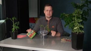 Как вырастить помидоры на подоконнике?