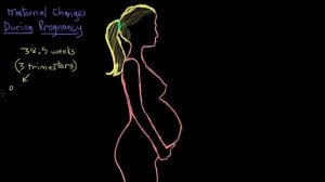 Лекции по акушерству и гинекологии. Физиологические изменения во время беременности