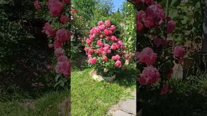 СЕРЕНАДА СЕВЕРНЫХ САДОВ. Плетистая роза РОЗАРИУМ ЮТЕРСЕН.