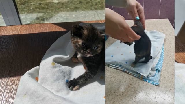 Поездка с котёнком (возраст 2,5 недели) в ветеринарную клинику "Аргос". Проблема с задними лапками. смотреть онлайн