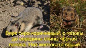 Хомяки. Виды хомяков в дикой природе. Часть 1