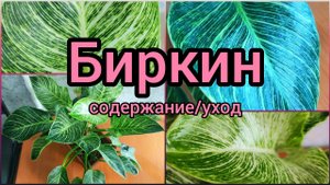 #Филодендрон Биркин?Максимальный размер? #уход #содержание #грунт #полив #цветы #растения