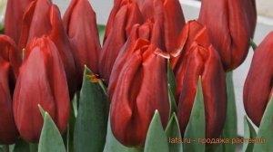 Тюльпан обыкновенный Стронг Лав (tulipa tyulpan) ? обзор: как сажать, луковицы тюльпаны Стронг Лав