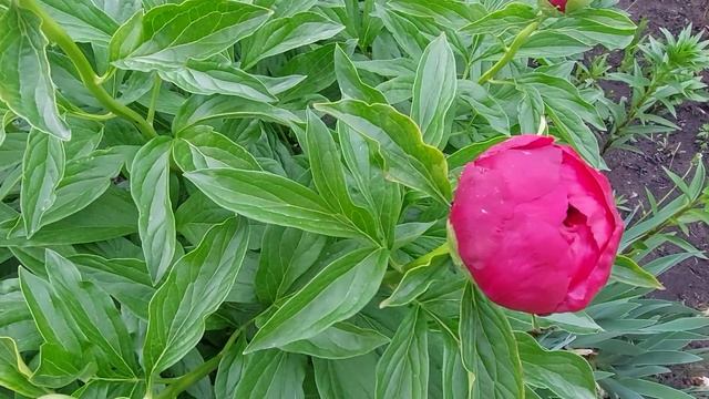 Пион Ред Чарм. Цветок в начале роспуска. Какого цвета этот сорт? смотреть онлайн