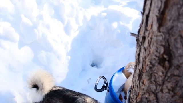 Оборудование солонца и привады. Республика Коми. смотреть онлайн