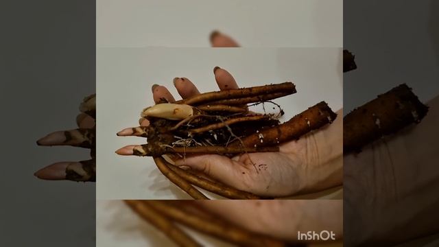 Леруа Мерлен. Закроют или нет?