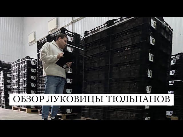 Луковица тюльпанов оптом. Выгона тюльпанов сезон 23/24
